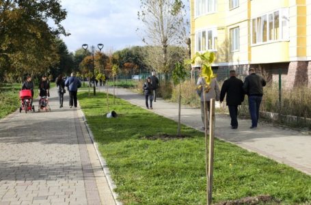 На Тернопільщині висадили найдовшу в Україні катальпову алею