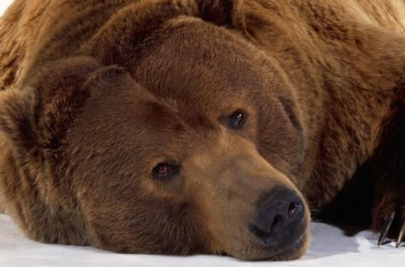 Тернополяни збирають підписи, аби захистити мандрівних тварин