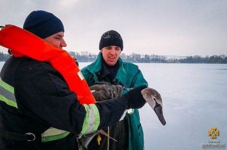 На Тернопільщині від загибелі рятують лебедів (Фото)