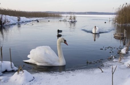 Пару лебедів застрелили на Тернопільщині