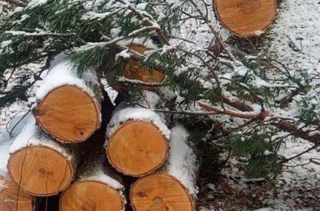 Дідусь з Кременця зрізав сосни, щоб зігрітися, та їх конфіскували