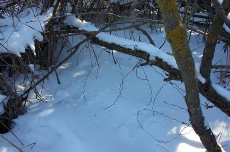 У Підволочиському районі єгерів підозрюють у пособництві браконьєрам