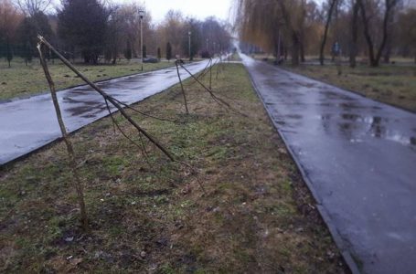 За зламані у Тернополі дерева зловмиснику загрожує тюрма