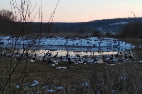 На Тернопільщині рятувальників лелек визволяли з допомогою техніки