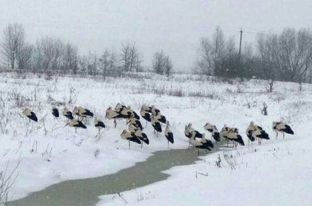 Як врятувати лелек у снігопади