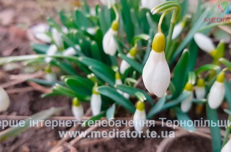 Погода тішитиме тернополян теплом і сонцем