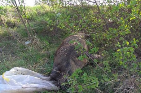 На Тернопільщині туші свиней викинули на узбіччя дороги
