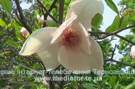 Тернопіль тішить весняною красою (Відео)