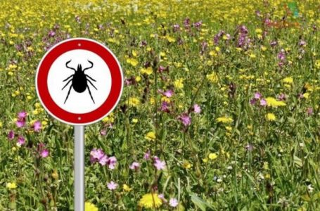У тернопільських парках вийшли на полювання кліщі