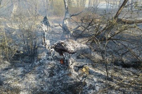 За спалювання листя на тернополян очікує чималий штраф