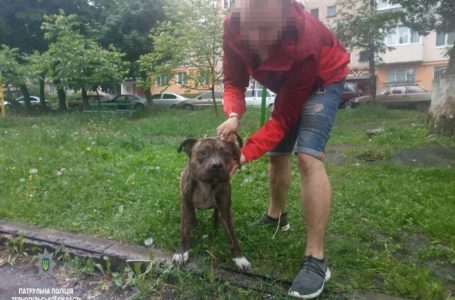 У Тернополі господар бійцівської собаки сплатить штраф