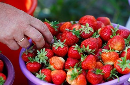 Твердою полуницею можна отруїтись, – лікарі