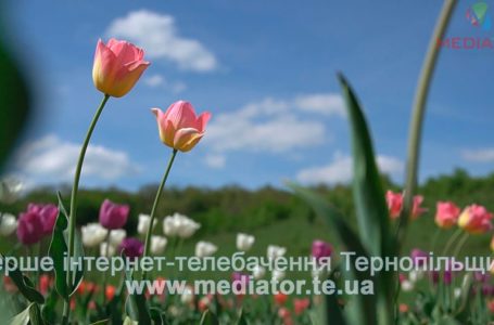 На Тернопільщині потеплішає. Опади припиняться