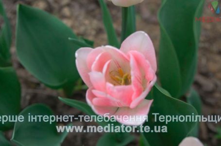 Коли на Тернопільщину повернеться весняне тепло?