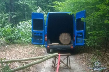 «Лісоруби» з Рівненщини різали дуби на Тернопільщині
