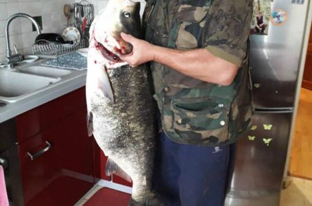 На Тернопільщині спіймали гігантську рибину