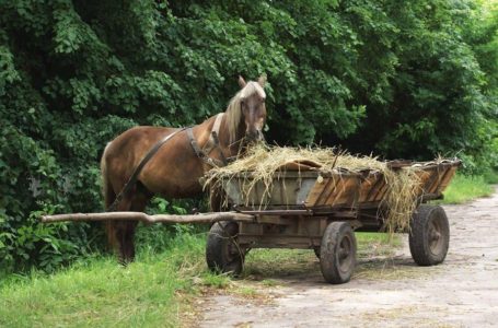 На Тернопільщині чоловіки вкрали коня, щоб вкрасти пиво
