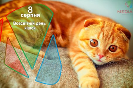 8 серпня – Всесвітній день кішок