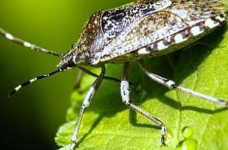 На Кременеччині жителів  лякають жуки, які з городу лізуть до хати