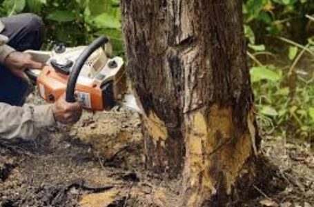 На Тернопільщині чоловіка вбило дерево, яке він зрізав