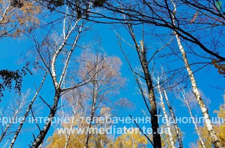 Півтисячі дерев зріжуть цьогоріч у парку Національного відродження в Тернополі