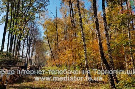 Останнє бабине літо: до холодів залишилися лічені дні