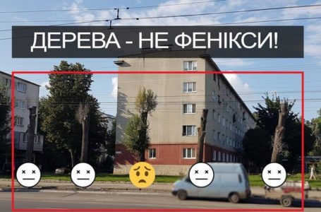 Дерева – не Фенікси: на Злуки із 5 “омолоджених” дерев відродилося лише одне