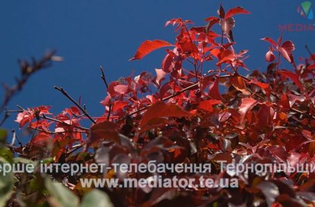 Бабине літо у Тернополі (Відео)