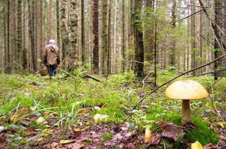На Тернопільщині чоловік знайшов у лісі мертвих маму і брата