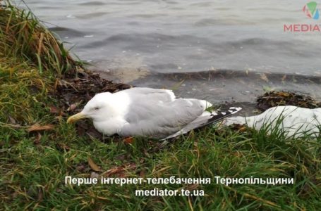 «Це не пташиний грип», – у столиці визначають причину отруєння мартинів