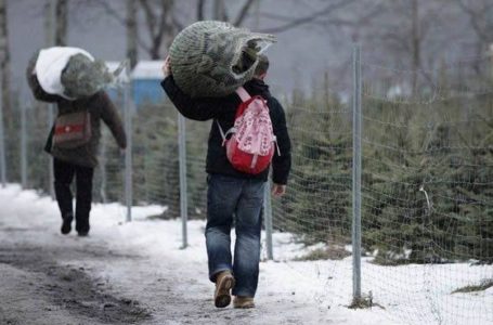 Де і в яку ціну: у Тернополі стартує продаж живих ялинок