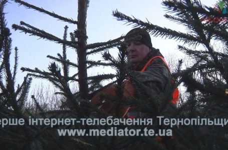 На Збаразькому лісництві готують новорічні ялинки до продажу (Відео)