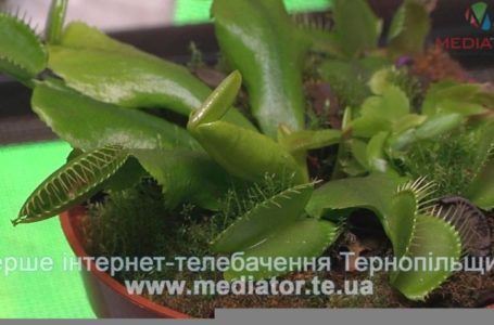 З’їдають мух і можуть поранити. У Тернополі – рослини-хижаки (Відео)