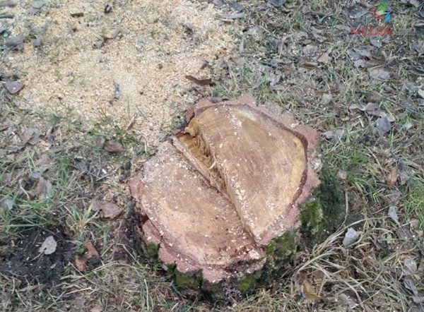 Тернополяни просять не зрубувати живі дерева (Фото)
