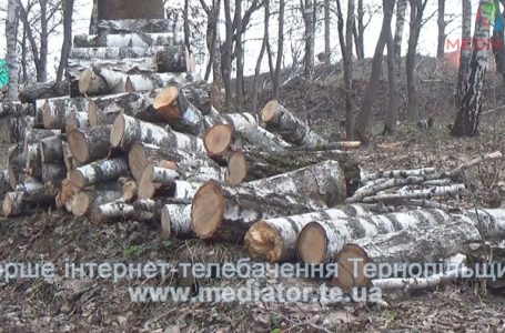 Тернополяни б’ють на сполох, бо у парках зрубують дерева (Відео)