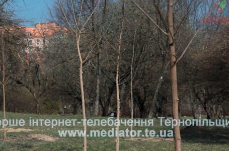 У тернопільському парку, на місця зрубаних беріз, висадили тисячу саджанців (Відео)