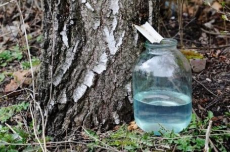 На Тернопільщині штрафують незаконних збирачів березового соку