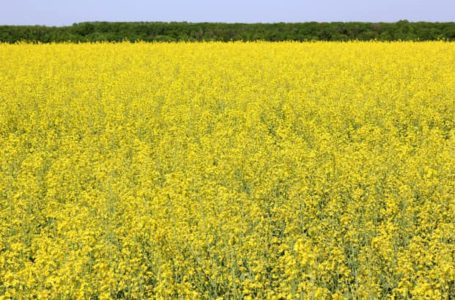 На Тернопільщині прокуратура вимагає повернути громаді близько 50 га землі
