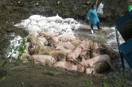 Небезпечна хвороба “косить” поголів’я свиней на Підволочищині (Фото)