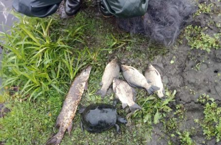 На Тернопільщині у сітки браконьєра потрапила червонокнижна черепаха (Відео)