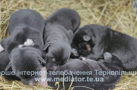 Хатіко з Великого Глибочка знайшла домівку та народила цуценят (Відео)