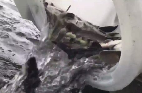 У Тернопільському ставі оселилися незвичні мешканці (Відео)