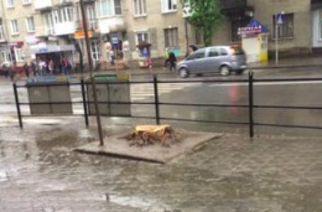 Серед білого дня в центрі Тернополя зрізали “живе” дерево