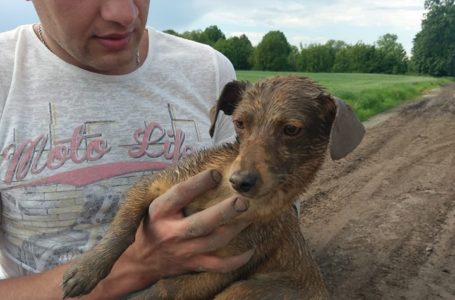 На Тернопільщині нелюди зав’язали цуценя у мішку і викинули в болото (Відео/Фото)