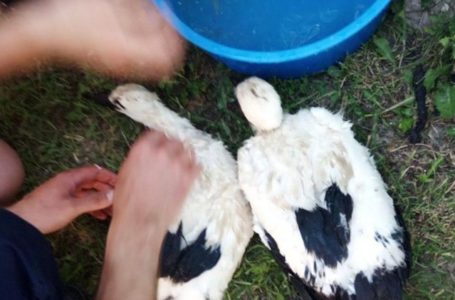 На Бучаччині люди врятували маленьких лелеченят