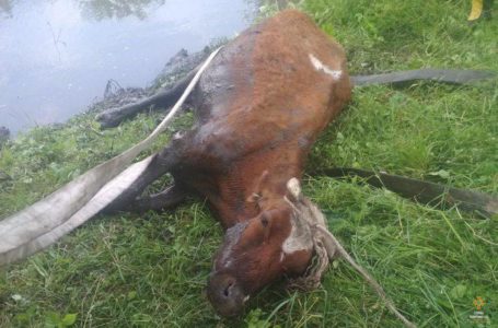 На Лановеччині рятувальники витягували корову з намулу (Фото)