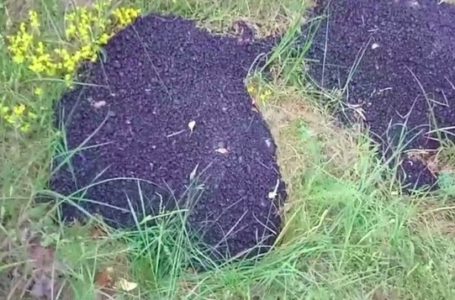 На Кременеччині невідомі викинули купи асфальту у ліс (Відео)