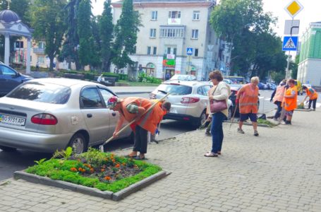 У центрі Тернополя замість зрізаних дерев висаджують квіти (Фото)