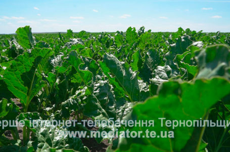 На Шумщині фермерське господарство самовільно зайняло понад 50 га землі
