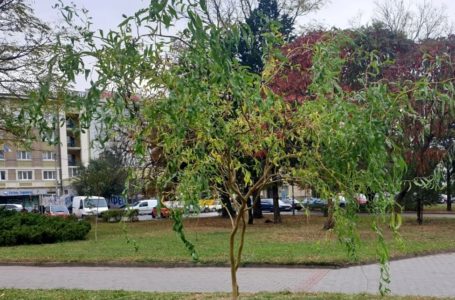 На Майдані Волі висадили декоративні червонолисті дерева